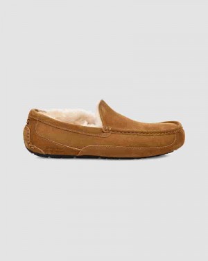 Brown Men UGG Ascot Slippers | AUY8586X